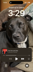 Lost Male Dog last seen Brittmoore & Hammerly, Houston, TX 77043