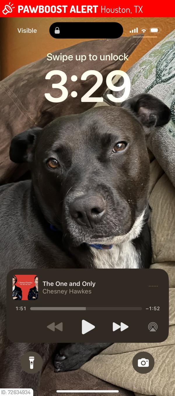 Lost Male Dog last seen Brittmoore & Hammerly, Houston, TX 77043