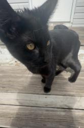 Lost Male Cat last seen Near 7th street SW rochester mn 55902, Rochester, MN 55901