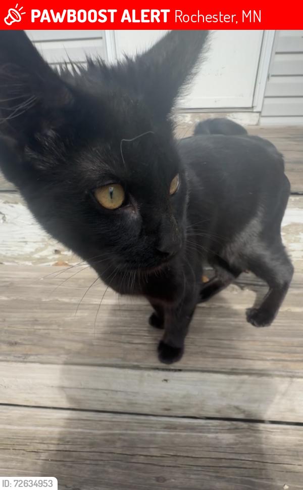Lost Male Cat last seen Near 7th street SW rochester mn 55902, Rochester, MN 55901