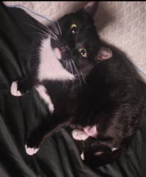 Lost Female Cat last seen Snee oosh rd, La Conner, WA 98257