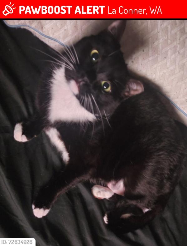 Lost Female Cat last seen Snee oosh rd, La Conner, WA 98257