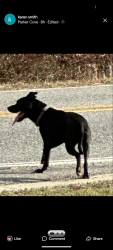 Found/Stray Unknown Dog last seen Pleasant Grove Rd, Weaverville, NC 28787