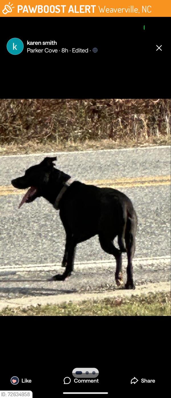Found/Stray Unknown Dog last seen Pleasant Grove Rd, Weaverville, NC 28787
