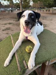 Lost Male Dog last seen Shoup Ave & Vanowen St Woodland Hills, CA  91307 United States, Los Angeles, CA 91367