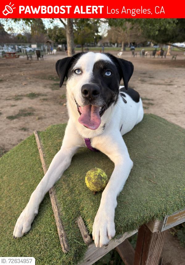 Lost Male Dog last seen Shoup Ave & Vanowen St Woodland Hills, CA  91307 United States, Los Angeles, CA 91367