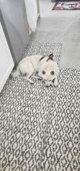 Lost Male Dog last seen Ridgewood and carnelian,deland, DeLand, FL 32720