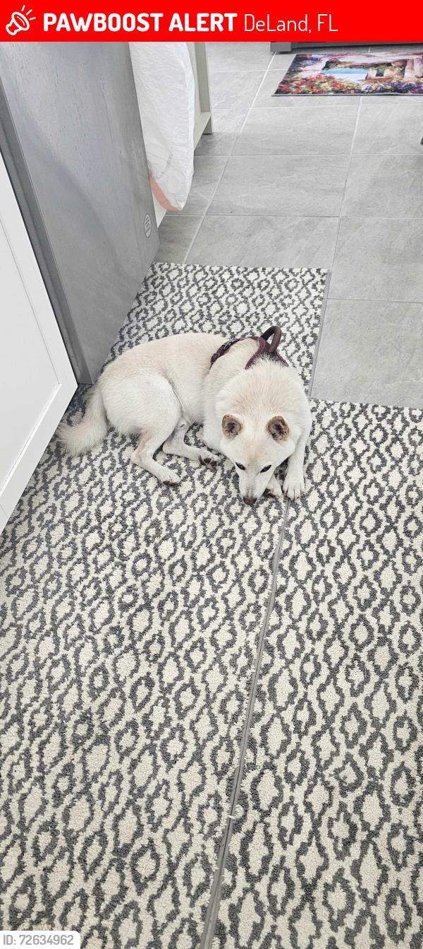 Lost Male Dog last seen Ridgewood and carnelian,deland, DeLand, FL 32720