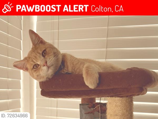 Lost Male Cat last seen Rosedale , Colton, CA 92324