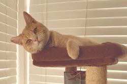 Lost Male Cat last seen Rosedale , Colton, CA 92324