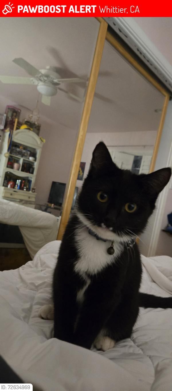 Lost Female Cat last seen Was last seen along hornell st, Whittier, CA 90603