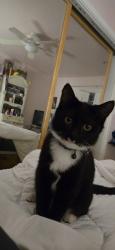 Lost Female Cat last seen Was last seen along hornell st, Whittier, CA 90603