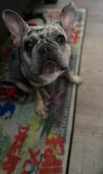Lost Female Dog last seen Colton avenue , Colton, CA 92324