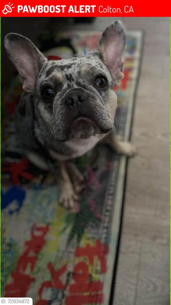 Lost Female Dog last seen Colton avenue , Colton, CA 92324