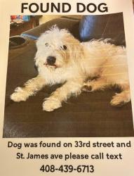 Found/Stray Unknown Dog last seen N 33rd St, Alum Rock, CA 95127