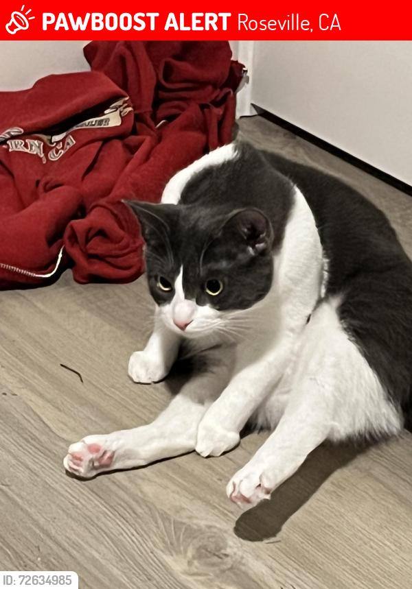 Lost Female Cat last seen Jubilee Ct & Ameria, Roseville, CA 95747