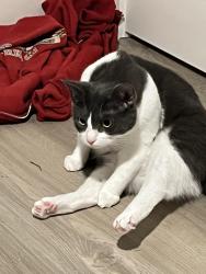 Lost Female Cat last seen Jubilee Ct & Ameria, Roseville, CA 95747