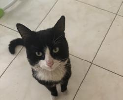 Lost Male Cat last seen Sepulvdeda and 25th st , San Bernardino, CA 92404