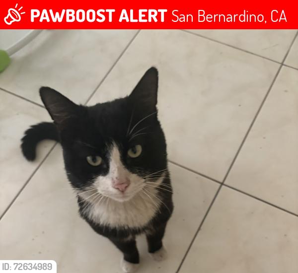 Lost Male Cat last seen Sepulvdeda and 25th st , San Bernardino, CA 92404
