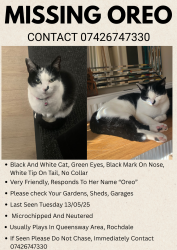Lost Female Cat last seen ol11 1tw rochdale queensway area, Greater Manchester, England OL11 1TW