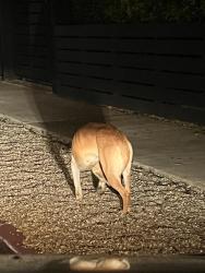 Found/Stray Female Dog last seen Mark Twain middle school and that general area , Los Angeles, CA 90066
