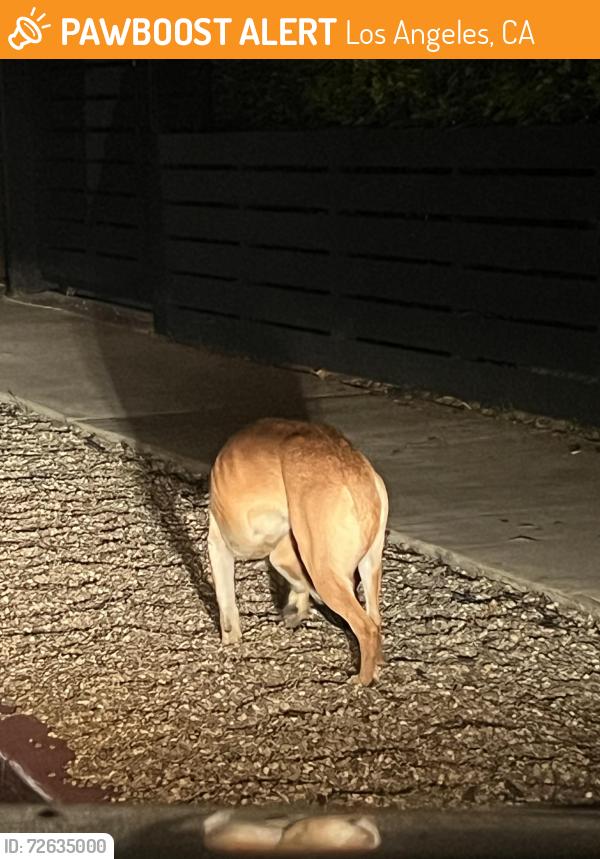 Found/Stray Female Dog last seen Mark Twain middle school and that general area , Los Angeles, CA 90066