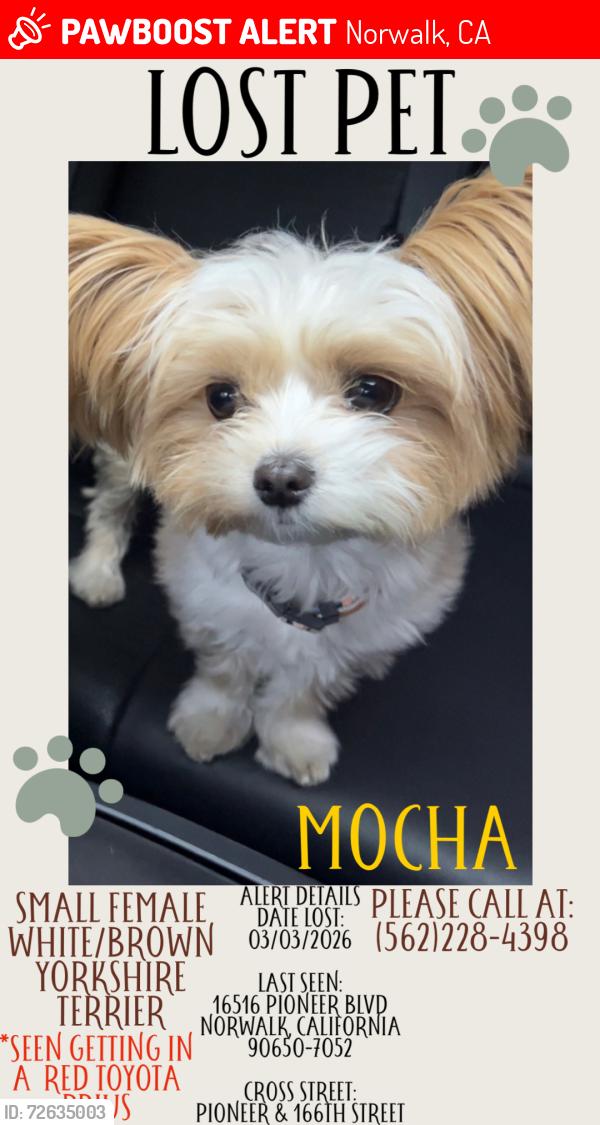 Lost Female Dog last seen Near and pioneer, Norwalk, CA 90650