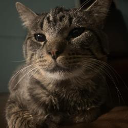 Lost Male Cat last seen Kimball and wilson, Chicago, IL 60625