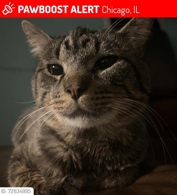 Lost Male Cat last seen Kimball and wilson, Chicago, IL 60625