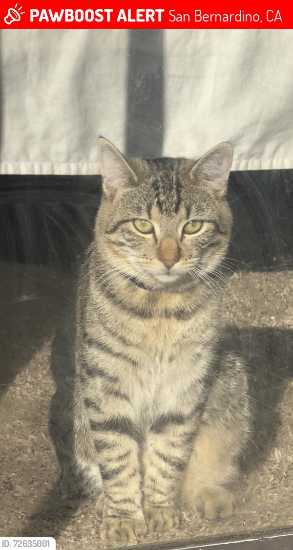 Lost Male Cat last seen CSUSB, San Bernardino, CA 92407
