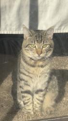 Lost Male Cat last seen CSUSB, San Bernardino, CA 92407