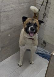 Lost Male Dog last seen Old gupta colony , Delhi, DL 