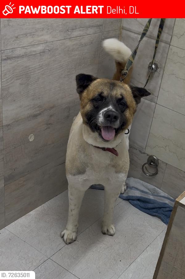 Lost Male Dog last seen Old gupta colony , Delhi, DL 