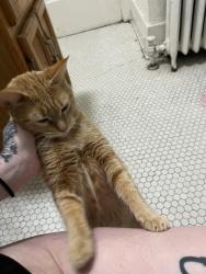 Lost Female Cat last seen Curaleaf Dispensary, Rochester, NY 14611