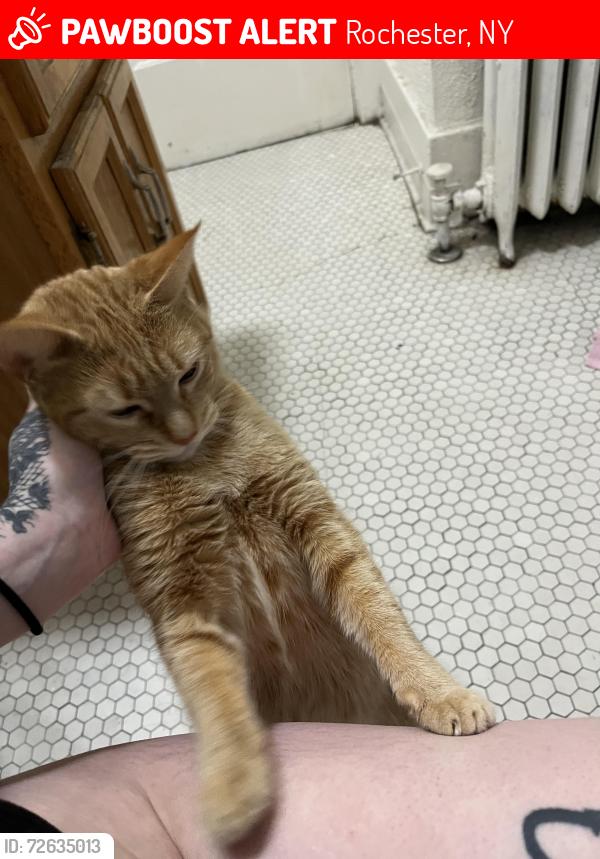 Lost Female Cat last seen Curaleaf Dispensary, Rochester, NY 14611