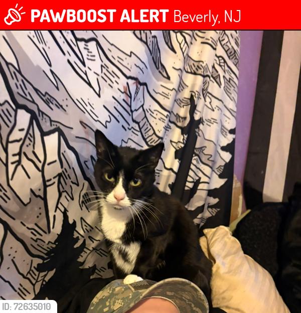 Lost Male Cat last seen Wheatley ave / Putnumn, Beverly, NJ 08010