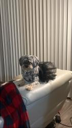 Lost Female Dog last seen 19th ave and Union hills, Phoenix, AZ 85027