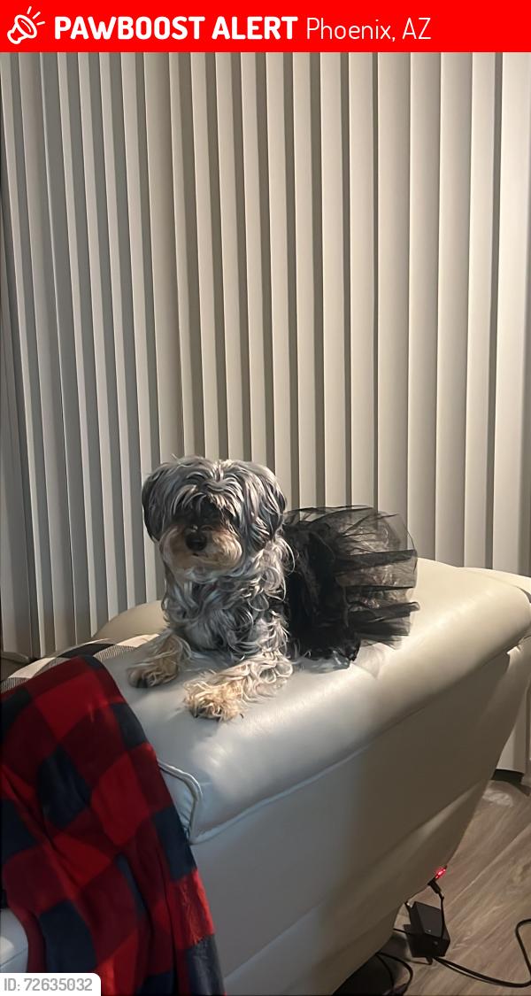 Lost Female Dog last seen 19th ave and Union hills, Phoenix, AZ 85027