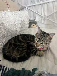 Found/Stray Female Cat last seen Anaheim Central Library , Anaheim, CA 92805