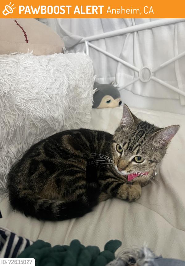 Found/Stray Female Cat last seen Anaheim Central Library , Anaheim, CA 92805