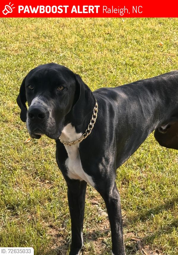 Lost Male Dog last seen Pagan and Saul’s road, Raleigh, NC 27603