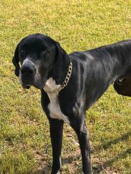 Lost Male Dog last seen Pagan and Saul’s road, Raleigh, NC 27603