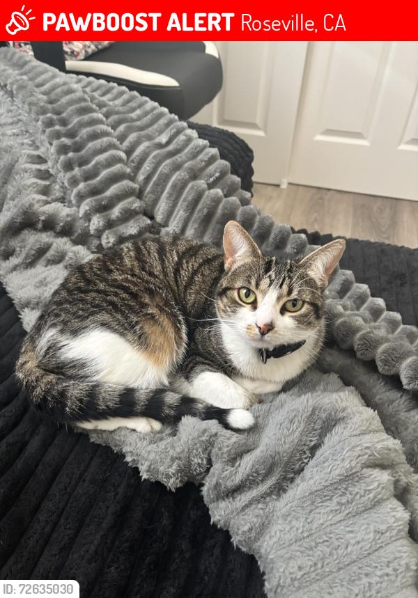 Lost Female Cat last seen Eureka/ Ashland dr, Roseville, CA 95661