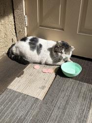 Found/Stray Unknown Cat last seen Harmon and Decatur, Las Vegas, NV 89103