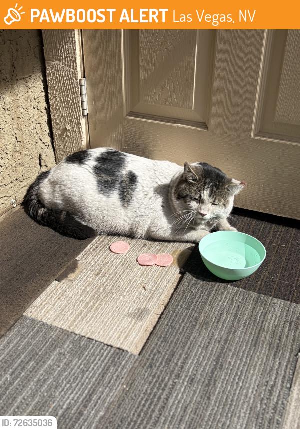 Found/Stray Unknown Cat last seen Harmon and Decatur, Las Vegas, NV 89103