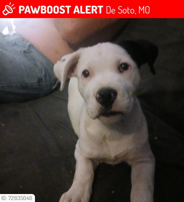 Lost Female Dog last seen Sunrise school road and valley lake , De Soto, MO 63020