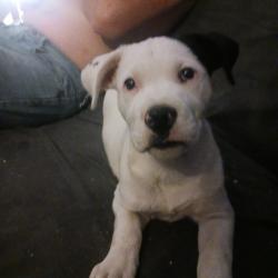 Lost Female Dog last seen Sunrise school road and valley lake , De Soto, MO 63020