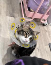 Lost Male Cat last seen University of Southern California, Los Angeles, CA 90007