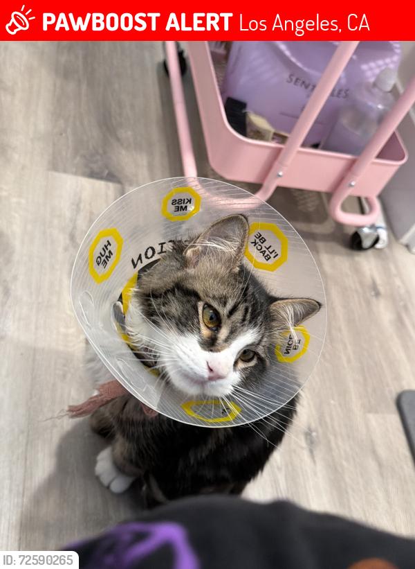 Lost Male Cat last seen University of Southern California, Los Angeles, CA 90007