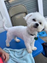 Lost Male Dog last seen CYPRESS VILLAGE NEIGHBORHOOD , Cypress, TX 77429